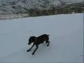 Happy dog going bird hunting