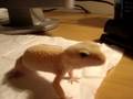 my leopard gecko, Crick