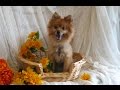 Chien Charlie