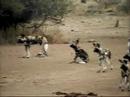 Painted dogs visit Pete\