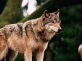 creationists are the ultimate skeptics 
http://www.sciam.com/article.cfm?chanid=sa013&articleid=000d4fec-7d5b-1d07-8e49809ec588eedf&modsrc=most_popular
http://saintgasoline.com/2007/04/01/if-creationists-held-their-religion-to-the-same-unreasonable-standards-they-set-for-evolution/
creationists are the ultimate skeptics.  they will believe in men being raised from the dead and talking ghosts that can impregnate virgins without even a shred of evidence, but when confronted with the evidence for biological evolution they transform into staunch critics upholding the highest burdens of proof ever constructed.  
the theory of evolution is actually supported with a wide array of evidence.  evolution is right up there with basic principles of elementary physics in terms of observational support.  in the face of such overwhelming evidence, critics adopt standards of such unreasonableness that virtually nothing could be considered true if we applied such standards across all areas of inquiry and knowledge.  the creationist's argument is based on selectively raising standards.  if other proposed ideas were supported by evidence to the degree that biological evolution is, creationists would certainly not doubt these ideas, for example, the theory of gravity and the atomic theory. however, the theory of evolution is fair game for doubt, because creationists selectively demand implausible degrees of evidence for its truth, and won't accept anything less.
notice how these facts could only truly be considered criticisms of evolutionary theory if we expected complete and total mathematical proof for biological evolution.  the problem, of course, is that empirical sciences do not deal with formal proofs of absolute certainty, and must instead rely on evidence and probability, like much of our every day knowledge.
in normal scenarios, creationists do not have such high standards of proof.  if, for instance, they found a half-eaten deer carcass surrounded by wolf paw prints, the reasonable conclusion is that the wolves ate the deer.  if subsequently they found wolves near by, covered in deer blood, and analyzed the vomit of one wolf and found that it contained deer meat that would be further evidence in support of the rather obvious conclusion that wolves ate the deer in question.
now, if some wolf-loving skeptic wanted to protect the wolves from this charge of murder, he could adopt the creationist strategy and utilize unreasonably high standards of proof to shield him from criticism.  he could argue, for instance, that because no one 