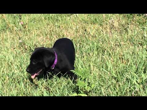 Remi the Black Female