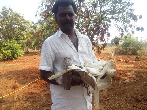 video-linktoworks-How To Prepare And Cook Pigeon || Pigeon/Dove Masal...