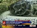 Python eats cat...