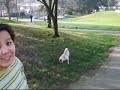 Taking Rosie to the park