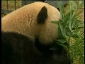 Pandas Chosen As Olympic Mascots
