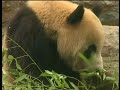 Pandas Chosen As Olympic Mascots Pandas Chosen As Olympic Mascots