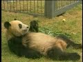 Pandas-Chosen-As-Oly