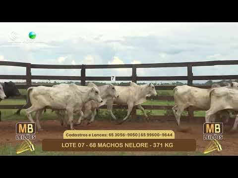 542� LEIL�O VIRTUAL MB LEIL�ES