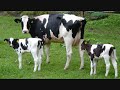 Bauernhof Flavour