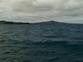 Whales off Auckland.avi