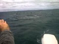 Whales off Auckland.avi