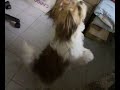 Shit tzu