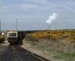 dungeness