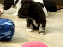 Cassie Litter 9/08 B