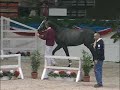 Quite Flight (Quidam de Revel x Carthago) Holsteiner Quite Flight (Quidam de Revel x Carthago) Holsteiner