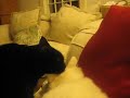 Kitty Lickin'
