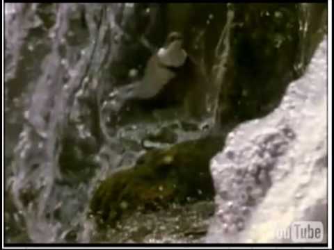 Ver video