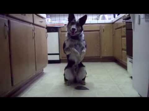 Jumpy Dog - Esse cachorro provavelmente é mais inteligente que você