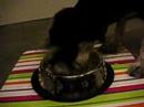 Hugo eating HCF
