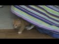 Kittens Kittens
