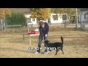 Gentle Team: condotta al piede e alt