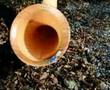 Emmentaler - Alphorn (Swiss-german)