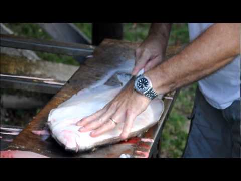 how to bleed flounder
