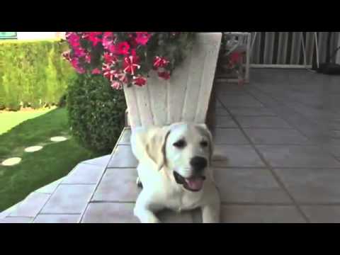 Labrador Retriever dorado Helvet Can Oliver con 4 meses