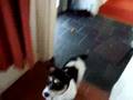 My Funniest Dog Movie Ever.