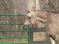 arabia-horses-2-.html