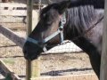 BR Horses