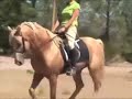 A recent dressage lesson where we were working on canter & counter-canter
