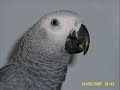 african grey parrot luigi