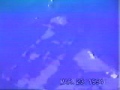 White Shark Attacks Young Woman