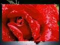 BiRG�L �ZCAN DENiZ