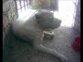 Callejero Alberto Cortez - Dedicado a mis perros y gatos