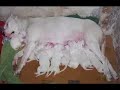 Callejero Alberto Cortez - Dedicado a mis perros y gatos