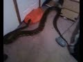 LILY 13FT RETICULATED PYTHON LILY 13FT RETICULATED PYTHON
