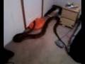 videos de LILY 13FT RETICULATED PYTHON