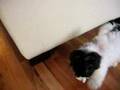 Bichón Habanero video