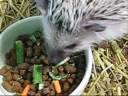 ハリネズミは野菜も食べるらしい