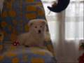videos de AMICIZIA