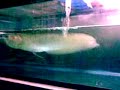 arwana-named-glenn.html