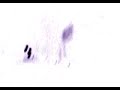 o yea here is part 3 of the negative zone series enjoy o yea the actors are nate the skate and josh n
