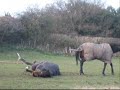 Cyril and China being silly :P