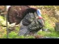 Turkey Dancing Turkey Dancing