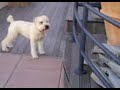 Happy Just To Dance With You - Dancing With The Stars