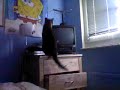 odd cat