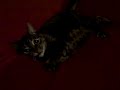 My Cat Plays with String